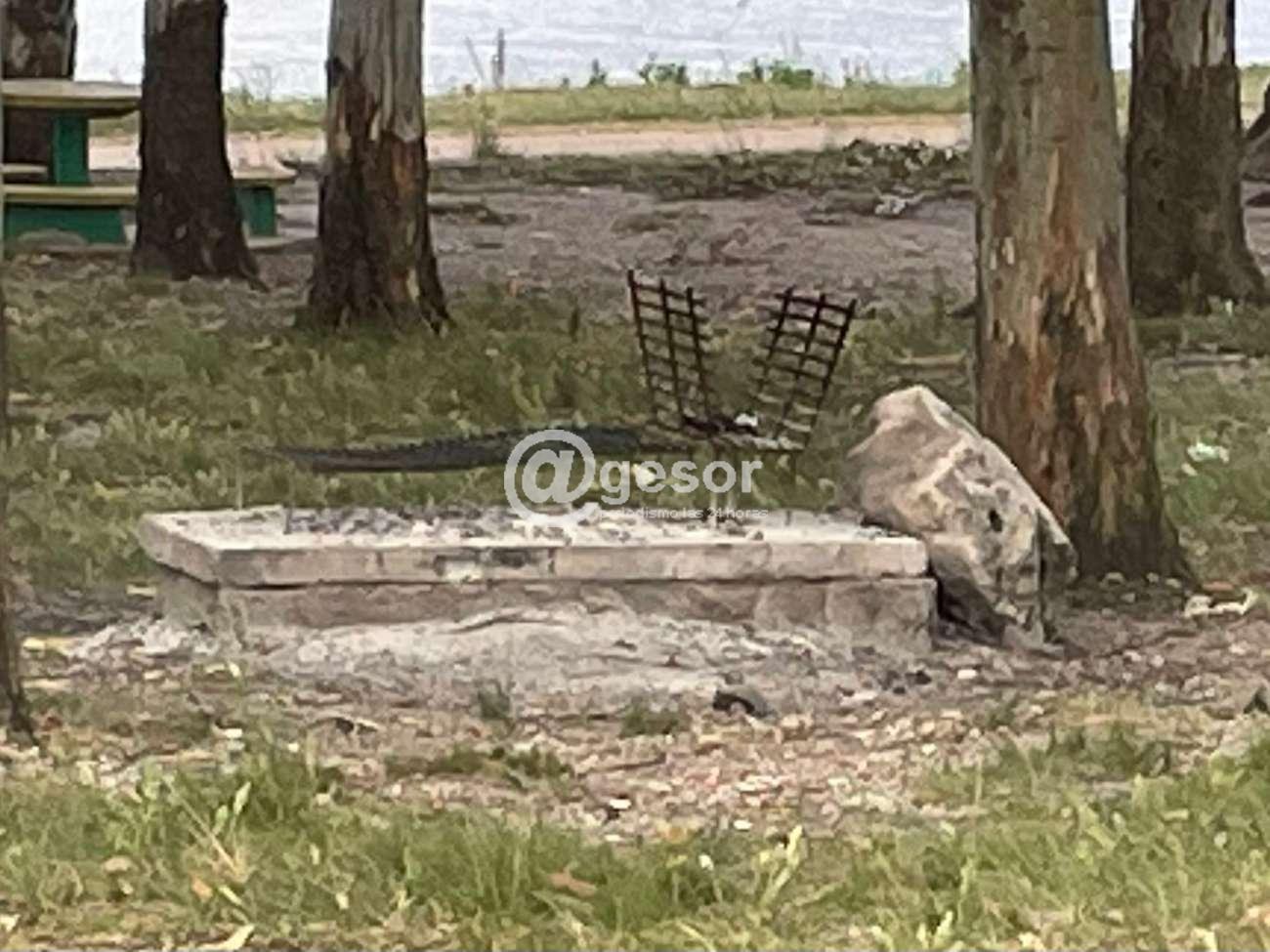 Image4
